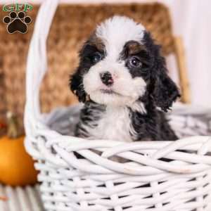 Helen, Mini Bernedoodle Puppy